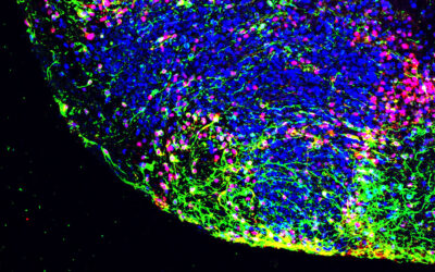 Discovering pathways for neural development